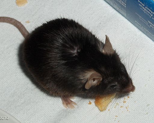 Black_6_mouse_eating