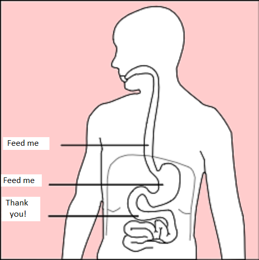 Stomach_diagram_feedme