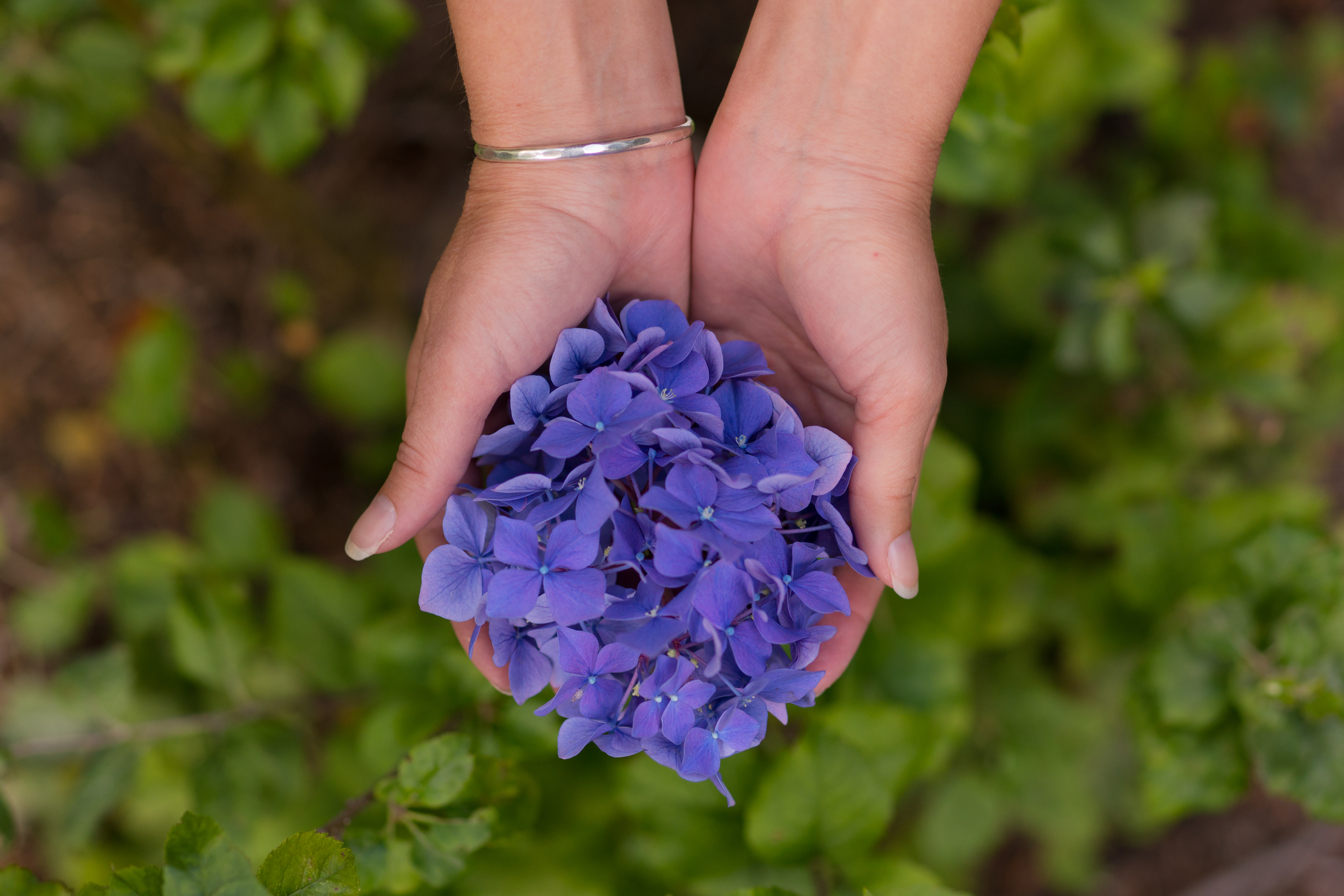 Stock Photo: Hands Holding Hydrangea Flower